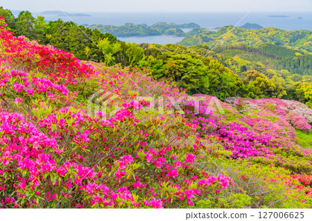 (長崎縣)長串山公園的杜鵑花和北九十九島,清晨 (長崎縣)長串山公園的杜鵑花和北九十九島,清晨 127006625