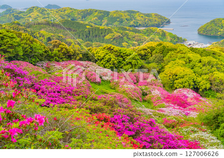 (Nagasaki Prefecture) Azaleas and the Kita-Kujukushima Islands at Nagushiyama Park, early morning 127006626