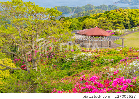 (Nagasaki Prefecture) Azaleas and the Kita-Kujukushima Islands at Nagushiyama Park, early morning 127006628