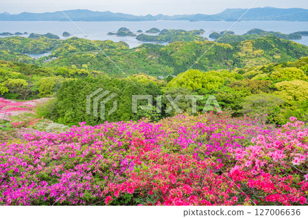 (Nagasaki Prefecture) Azaleas and the Kita-Kujukushima Islands at Nagushiyama Park, early morning 127006636