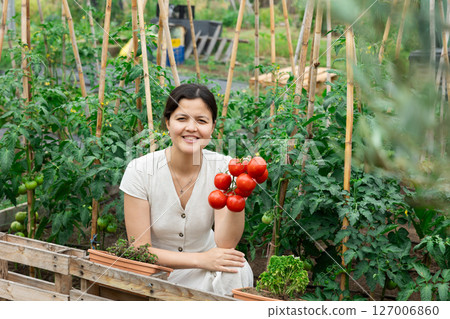Asian woman tomatoes harvest Asian woman tomatoes harvest 127006860