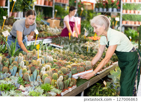 Old saleswoman holding cactus in flower-pots in open-air plants market 127006863