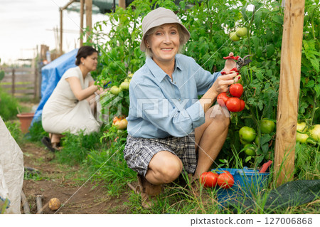 mature woman tomatoes harvest mature woman tomatoes harvest 127006868