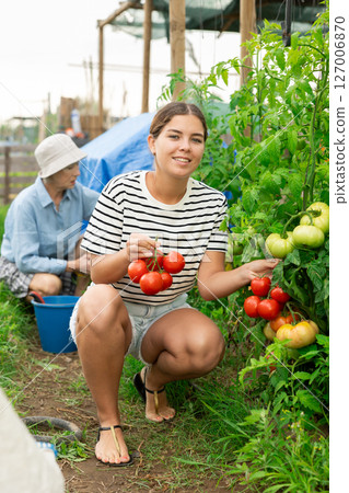 Woman garden worker gathering harvest of organic tomatoes in field garden. 127006870
