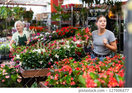 Smiling girl choosing blooming potted Begonia Big in garden store 127006877
