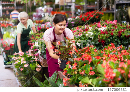 Girl florist demonstrates potted flowers Begonia big at flower market 127006881