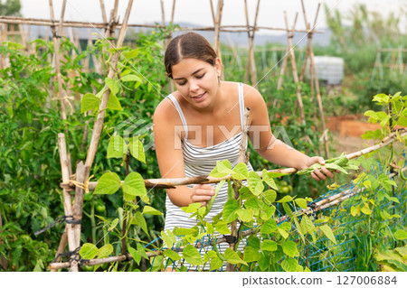 young girl green bean harvest young girl green bean harvest 127006884