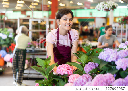 Middle-aged saleswoman looking at hydrangea flowers in open-air plants market Middle-aged saleswoman looking at hydrangea flowers in open-air plants market 127006987