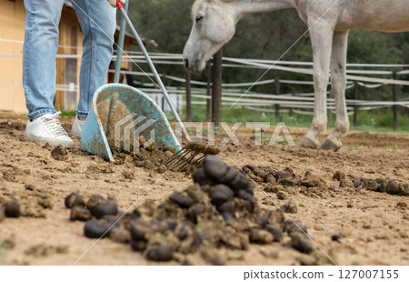 Hands of employee clean horse manure in stable yard, close-up 127007155