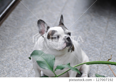 dog or french bulldog, French bulldog or old dog or old French bulldog 127007192