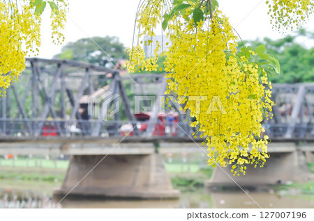 Golden shower , Cassia fistula or pudding pipe tree and bridge or iron bridge and river 127007196