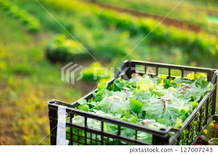 Closeup ripe green lettuce salad in boxes on farm field Closeup ripe green lettuce salad in boxes on farm field 127007243