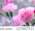 beautiful pink carnation 127007311