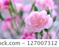 Cute pink carnations 127007312