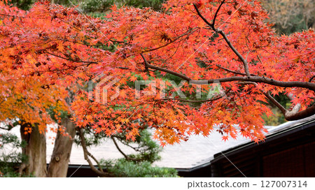 明亮的秋葉 127007314