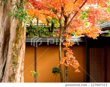 Garden with autumn leaves Garden with autumn leaves 127007315