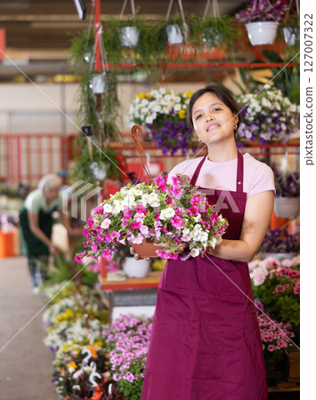 Female gardener arranging potted Petunia flowers for market and wearing greenhouse uniform 127007322