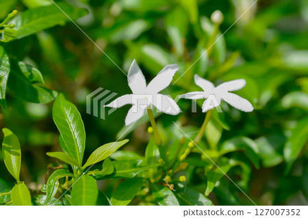 gardenia or white flower in the garden gardenia or white flower in the garden 127007352