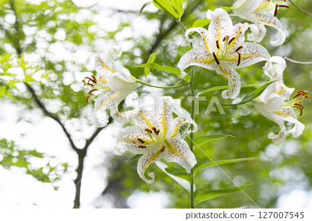 山村花 山村花 127007545