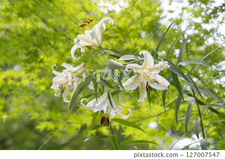 Yamamura flower 127007547