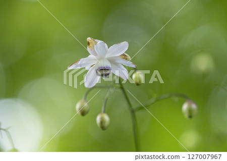 Renge潑花 127007967