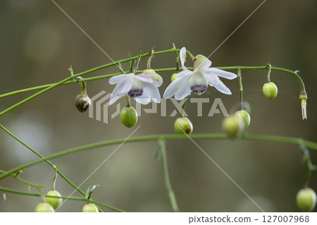 Renge潑花 127007968