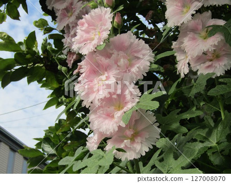 White flowers of Tati Oui 127008070