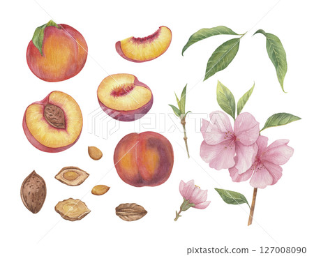 Watercolor illustration of peaches set close up. A large set with different peach varieties, on a branch with leaves, flowers, glass of juice and sliced peaches. Watercolor illustration of peaches set close up. A large set with different peach varieties, on a branch with leaves, flowers, glass of juice and sliced peaches. 127008090