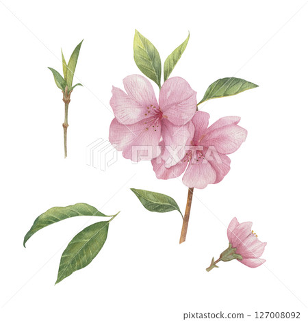 Set of various pink flowers of peach tree watercolor illustration isolated. Foliage fruit tree branches hand drawn Set of various pink flowers of peach tree watercolor illustration isolated. Foliage fruit tree branches hand drawn 127008092