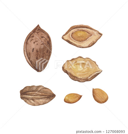 Peach kernel, brown seed, fruit pit, core. Natural ingredient drawing in vintage retro detailed style. Watercolor illustrations isolated on white background Peach kernel, brown seed, fruit pit, core. Natural ingredient drawing in vintage retro detailed style. Watercolor illustrations isolated on white background 127008093