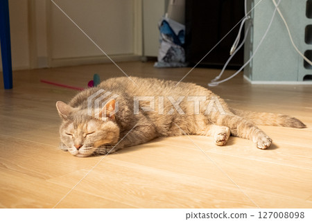 Cat lying on the floor 127008098