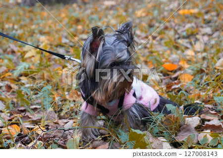 Adorable yorkshire terrier in pink sweater enjoying a fall walk among autumn leaves Adorable yorkshire terrier in pink sweater enjoying a fall walk among autumn leaves 127008143