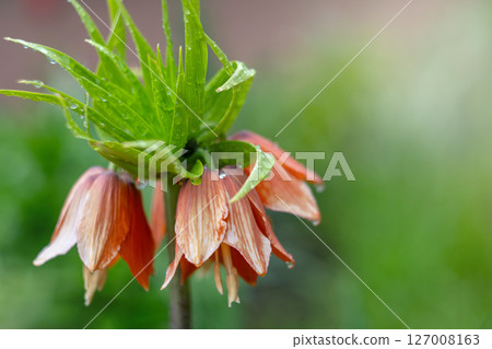 Vibrant orange crown imperial flower in morning dew Vibrant orange crown imperial flower in morning dew 127008163