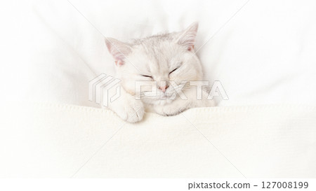 Wide banner cute white kitten sleeps on a white bed 127008199