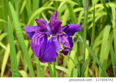 鳶尾花紫色的花朵 127008742