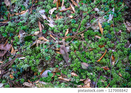 苔蘚地 127008842
