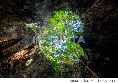 春天的威爾遜樹樁 春天的威爾遜樹樁 127008843