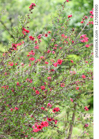 Leptospermum manuka, tea tree 127008900