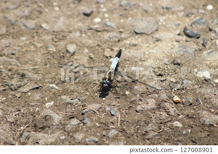 Blue-eyed white-tailed skimmer 127008901
