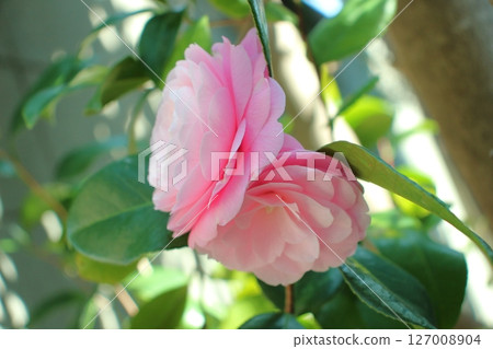 陽光下，山茶花的優雅姿態令人心曠神怡。 127008904