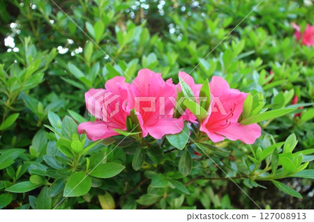 Azalea flowers swaying in the spring breeze 127008913
