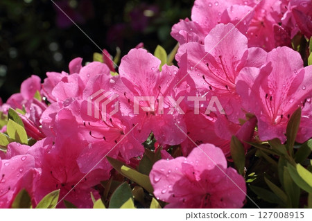 Azaleas shining in the sunlight 127008915