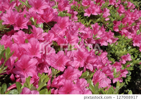 Azalea flowers decorate the garden, blooming in full glory under the sun's blessings. 127008917