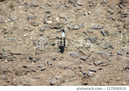A white-tailed skimmer bathing in sunlight 127008918