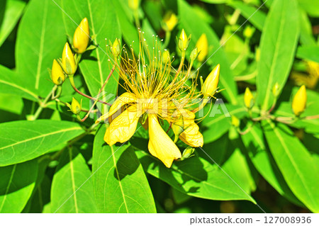 Yellow Hypericum monogynum flower (summer, June) 127008936