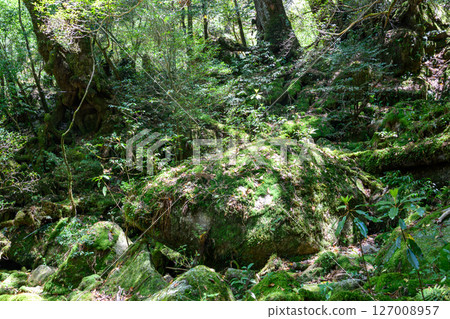 苔蘚覆蓋的森林,陽光透過樹林 苔蘚覆蓋的森林,陽光透過樹林 127008957