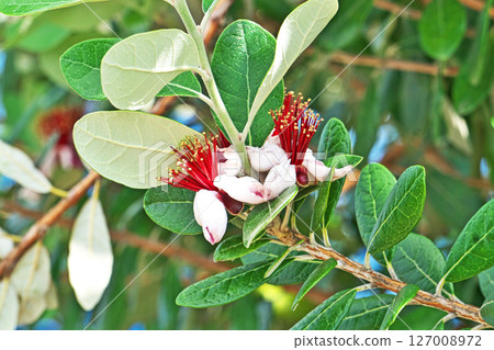 Red feijoa flowers (summer, June) 127008972