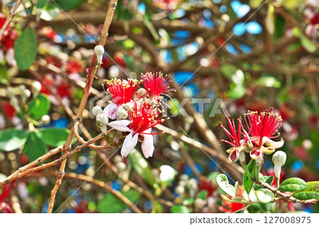 Red feijoa flowers (summer, June) Red feijoa flowers (summer, June) 127008975
