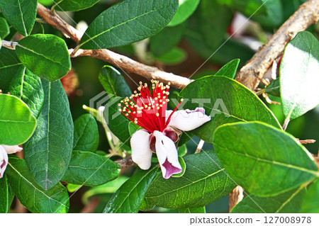 紅色斐濟果花(夏季,六月) 紅色斐濟果花(夏季,六月) 127008978