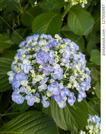 藍色繡球花【梅雨季素材】 藍色繡球花【梅雨季素材】 127008997